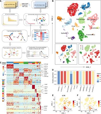 Frontiers Characterizing The Metabolic And Immune Landscape Of Non